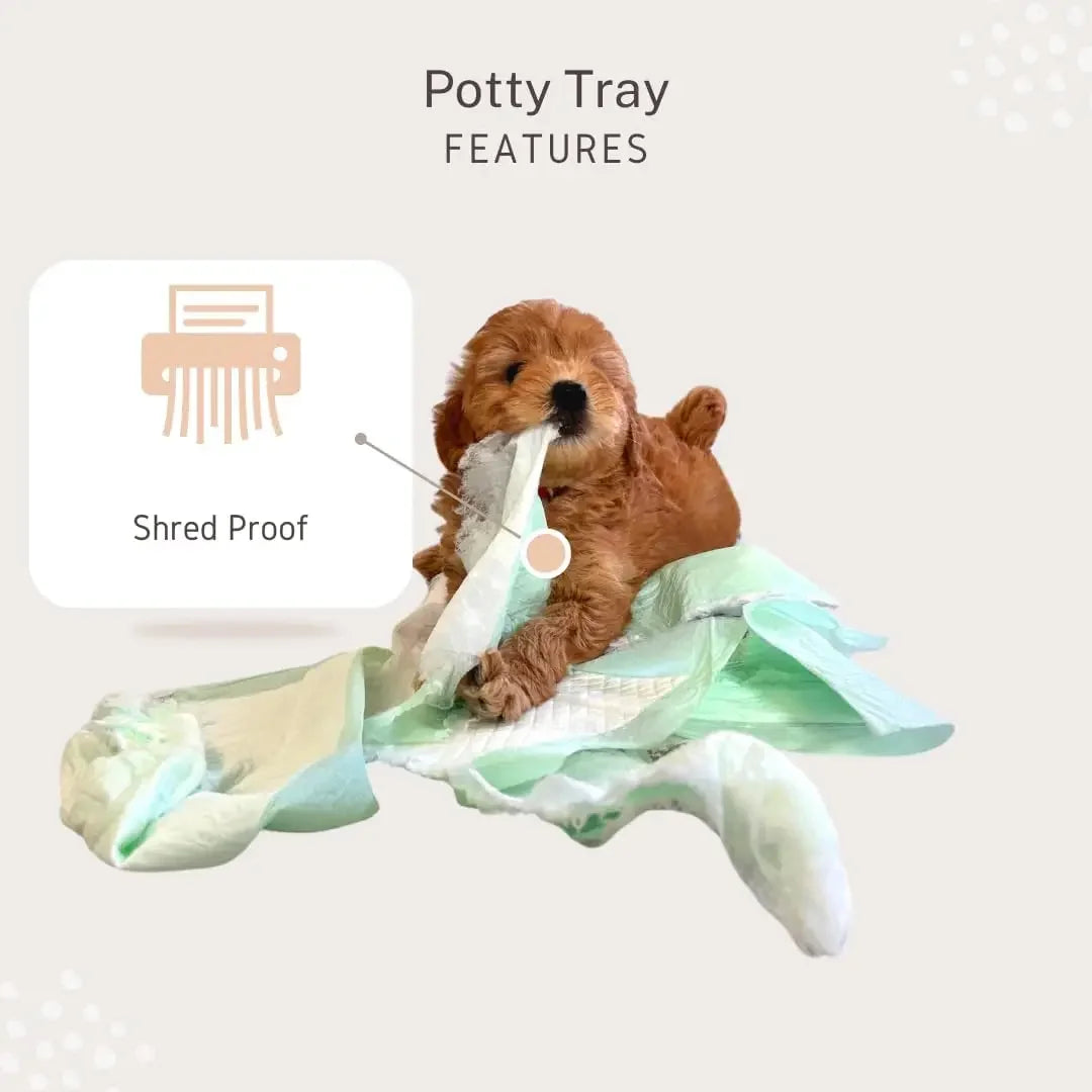 Little Wolves Puppy Potty Tray Essentials: 22x22 Reusable Heavy-Duty Tray w/Dog Pee Pads, Housebreaking Supplies,