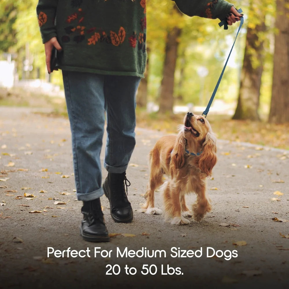 2 Pack Anti Shock Padded Dog Leash 5ft Bungee Tension Reducing Heavy Duty Clasp Comfortable Grip Ideal Medium Large Dogs