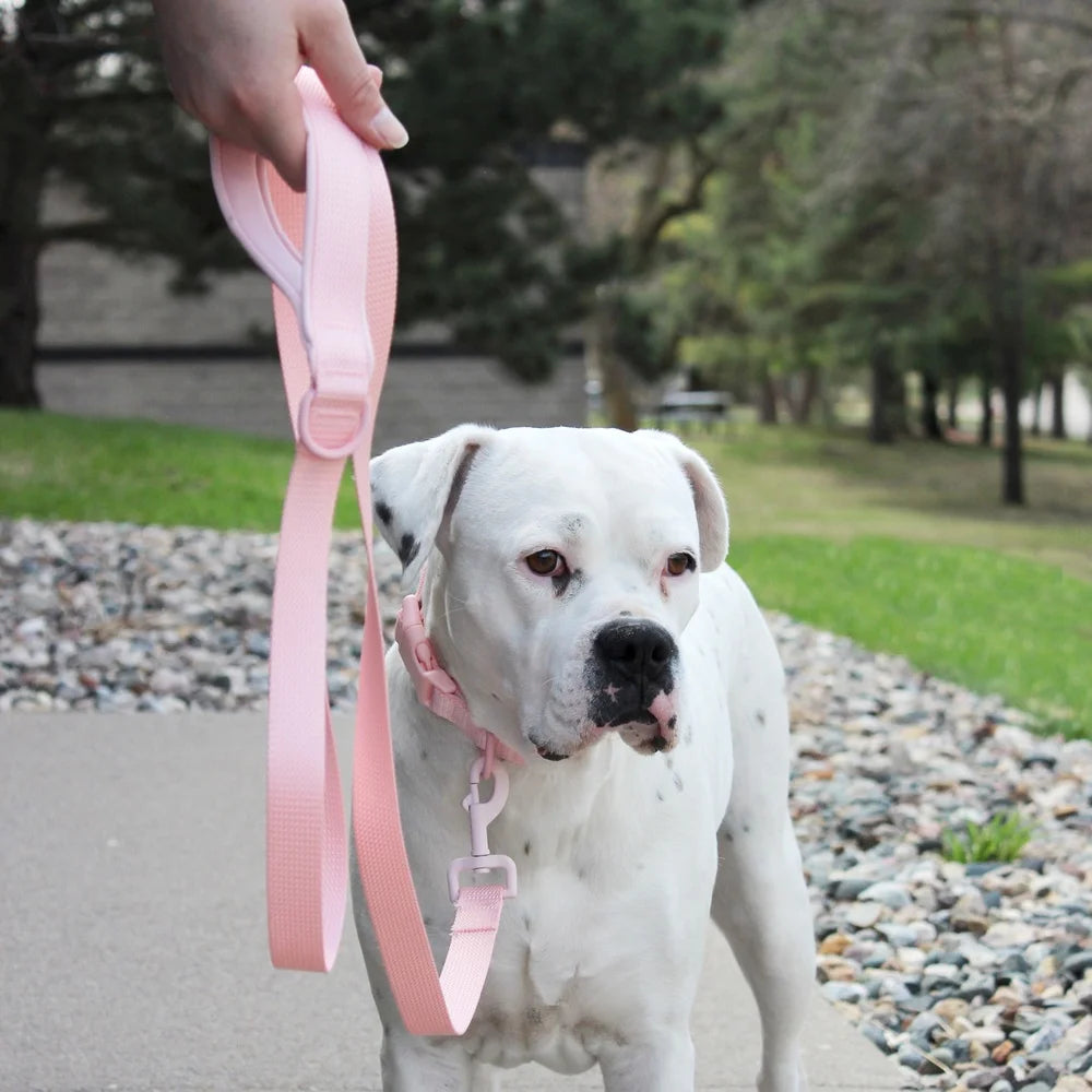 Neoprene Cushioned Dog Leash 6ft Medium Large Dogs Comfortable Hold Ideal Walking Training Outdoor Use